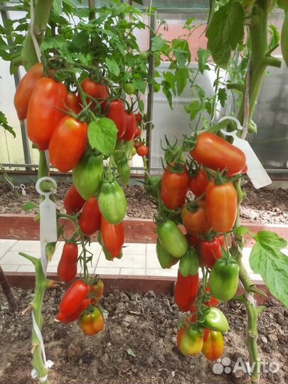 Семена томатов