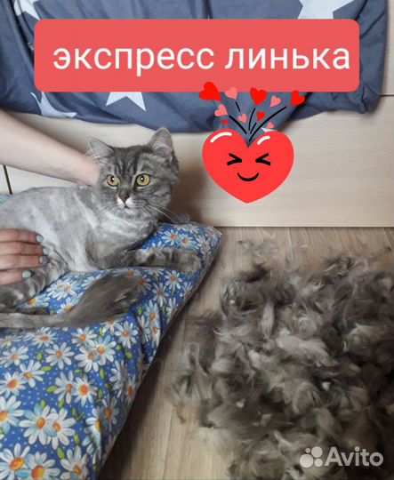 Груминг кошек