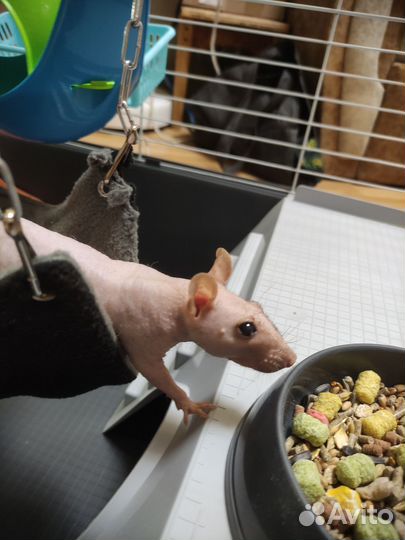 Клетка для грызунов большая