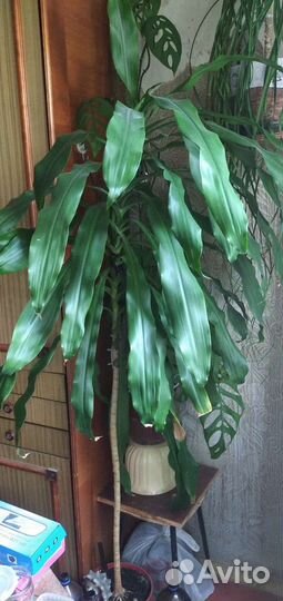 Драцена душистая