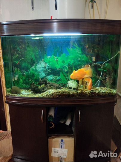 Аквариум