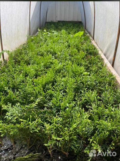 Туя смарагд