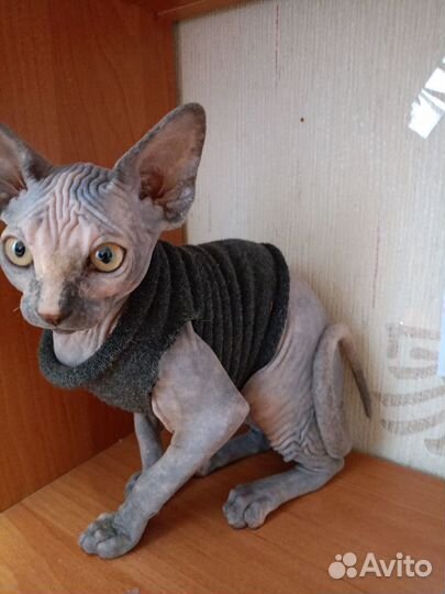 Канадский сфинкс