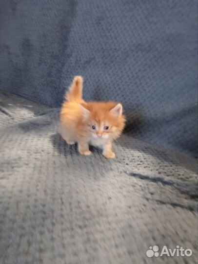 Рыжий котенок ищет дом