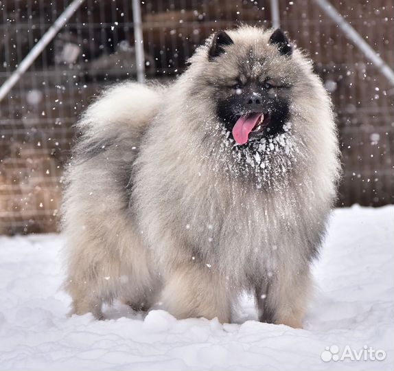 Щенки вольфшпица / кеесхонда