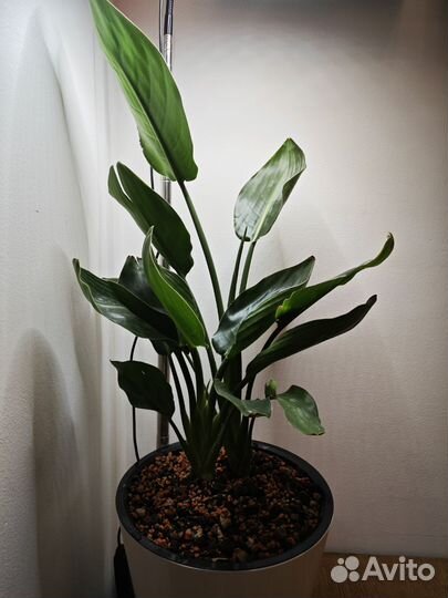 Стрелиция регина королевская