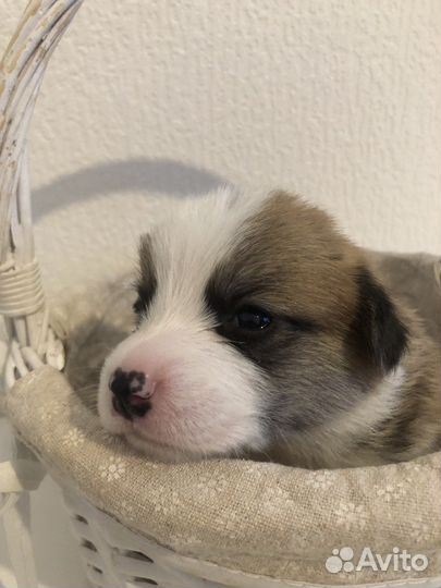 Чистокровные щенки Вельш Корги Пемброк