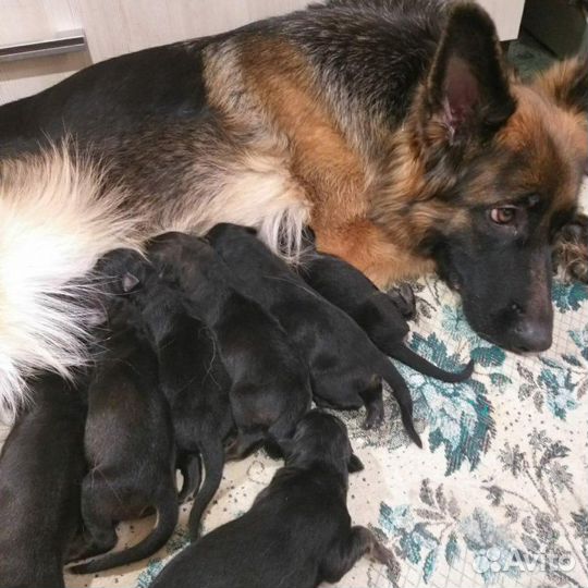 Щенки немецкой овчарки