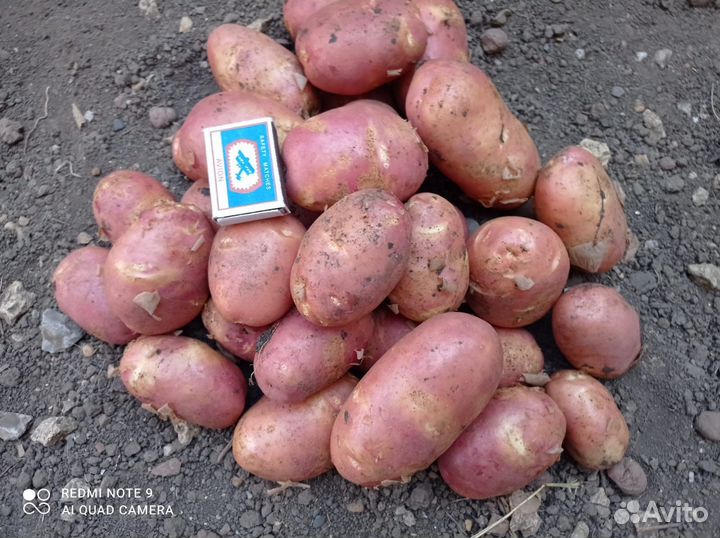 Картофель оптом