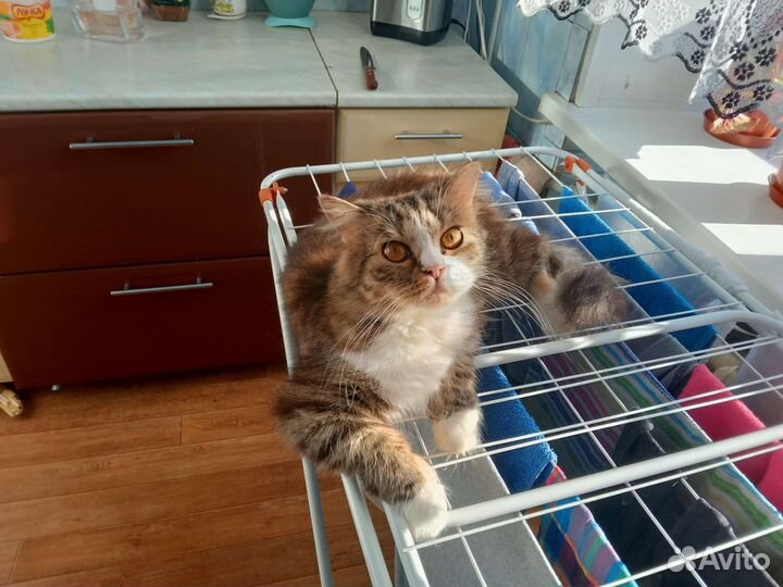 Кошка в дар бесплатно