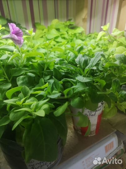 Петуния семенная и вегетативная