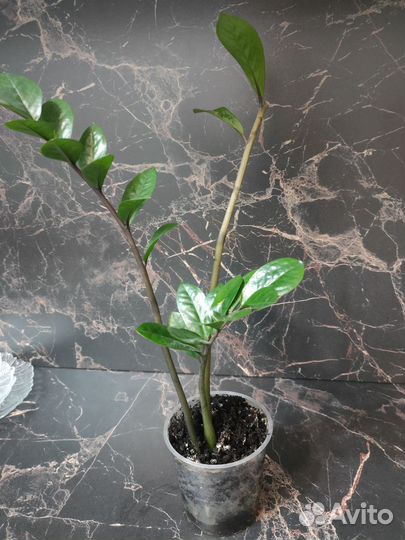 Замиокулькас