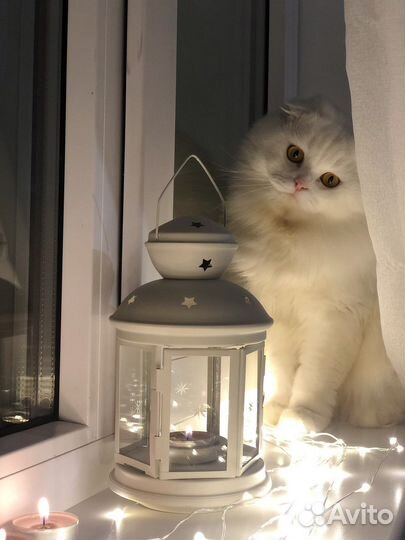 Шотландский кот на вязку бесплатно