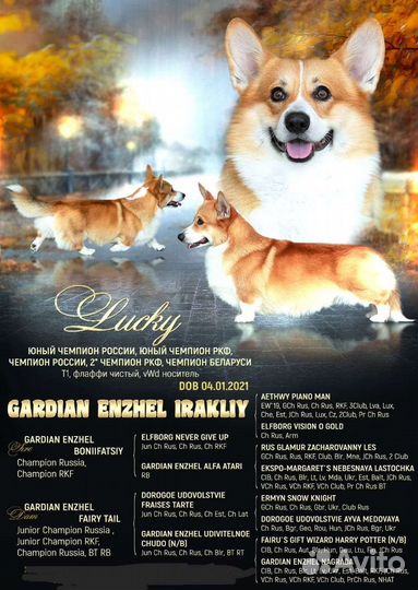 Вельш-корги пемброк вязка