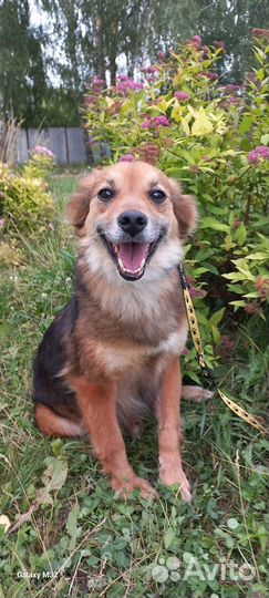 Собака в добрые руки