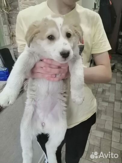 Собака в добрые руки щенок
