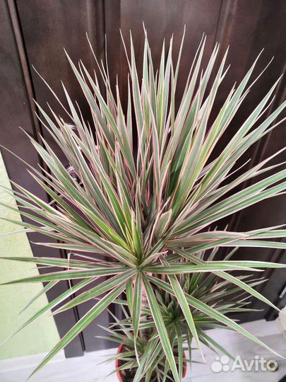 Драцена биколор 3 ствола 24/125