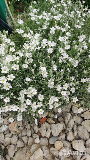 Флокс шиловидный, очитки, гибискус, пассифлора