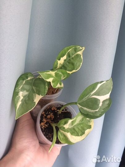 Эпипремнум, сингониум