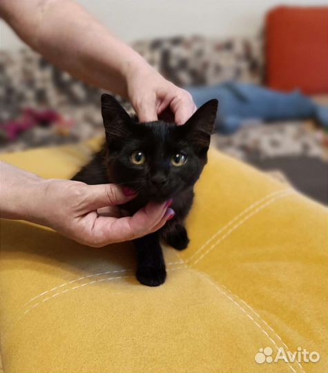 Котенок Максим ищет дом