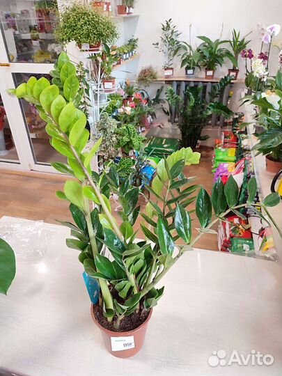 Замиокулькас огромный с Доставкой