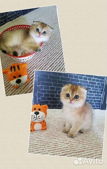 Шотландские золотые клубные