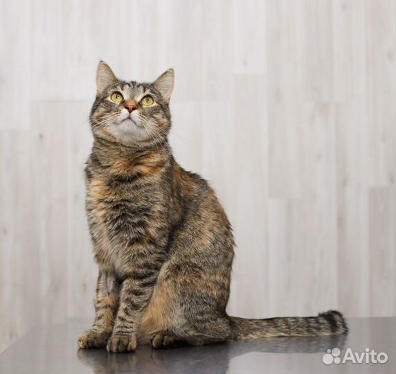 Кошка, трехцветная
