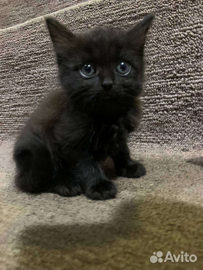 Отдам бесплатно в дар шатландец-британец