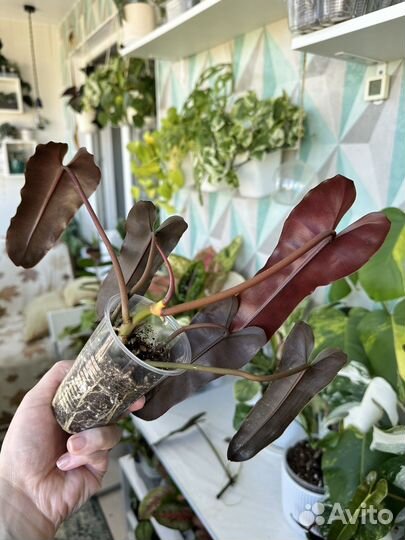 Филодендрон Билли минт/серо-голубой