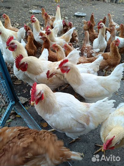 Молодые петухи