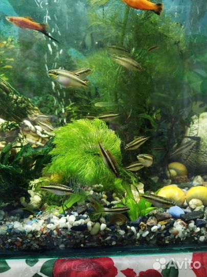 Аквариумные рыбки