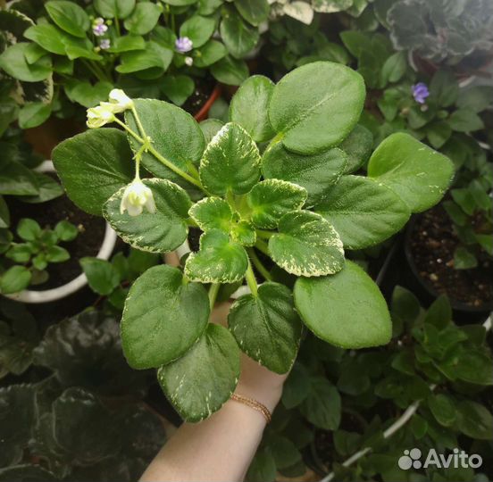 Сортовые фиалки 