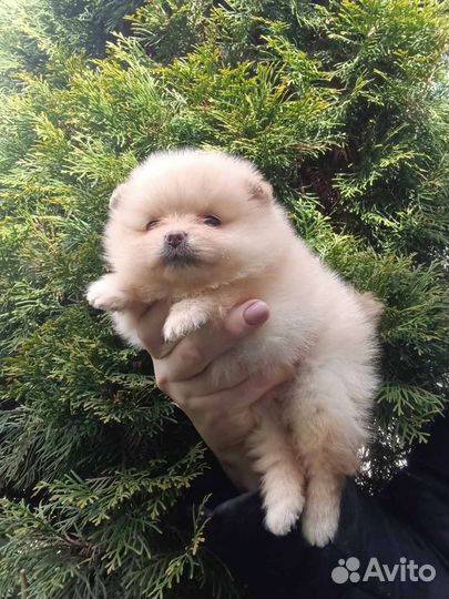 Щеночки щпица