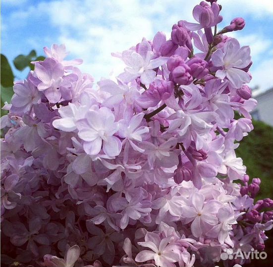 Сирень привитая