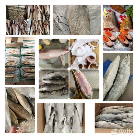 Муксун, Чир, Омуль и другая Северная Рыба