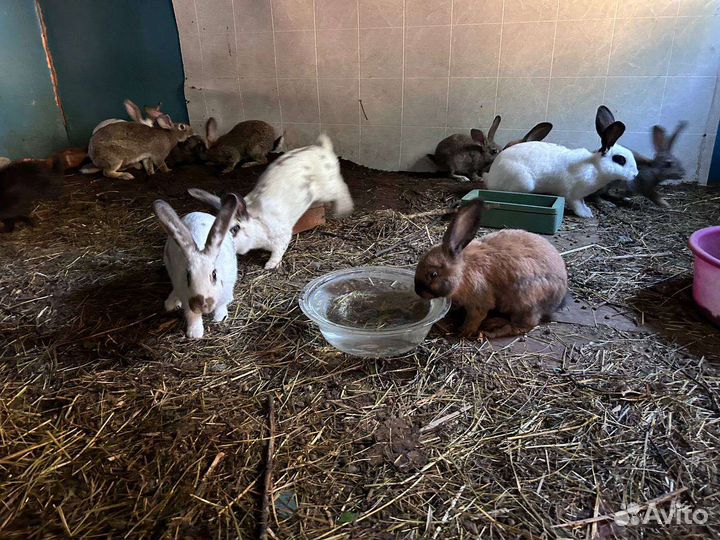 Нубийские козлик и козочка, альпийский козлик