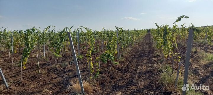 Продается виноградник в Бахчисарайском р-е Крыма