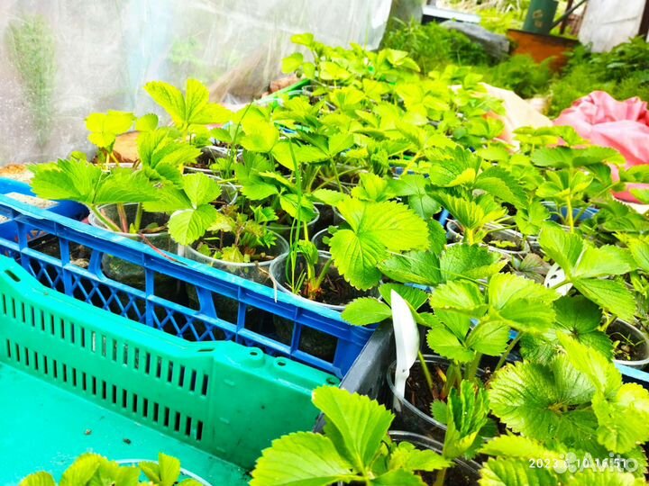 Рассада клубники