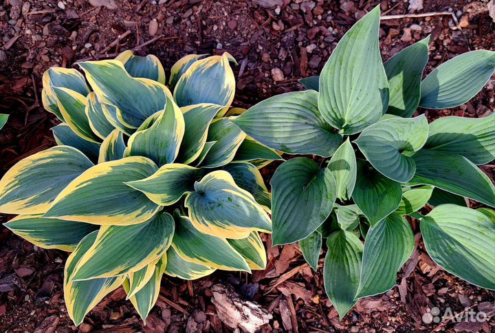 Хосты сортовые