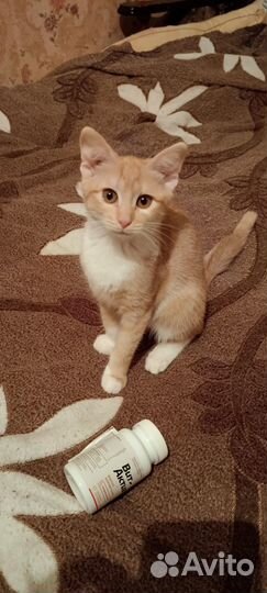 Отдам котят