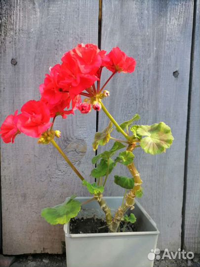 Пеларгония герань