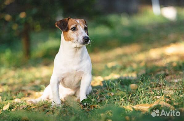 Газонная трава