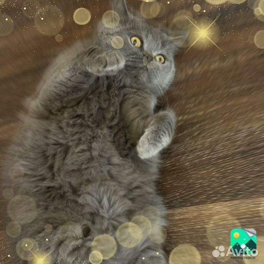 Британская кошка в дар