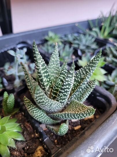 Суккуленты