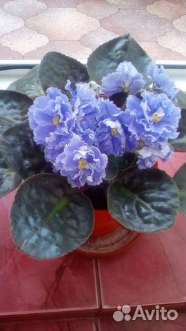 Фиалки: Морской волк, Шансон, Букет невесты