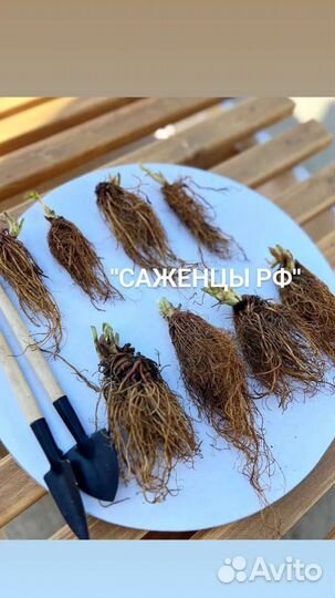 Фриго на 2024 год