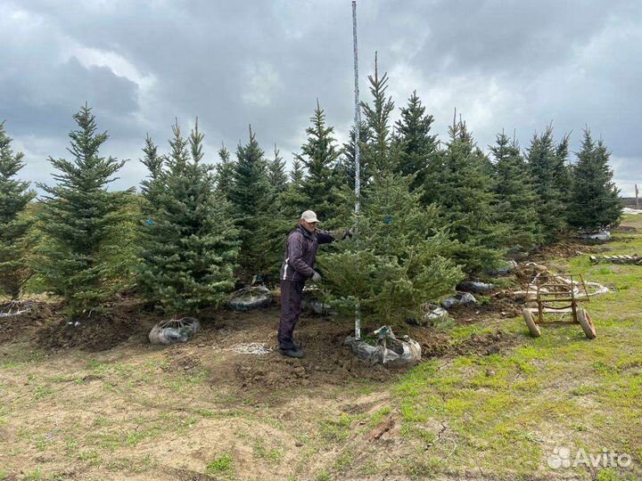 Ель колючая (сизая, голубая, зеленая)