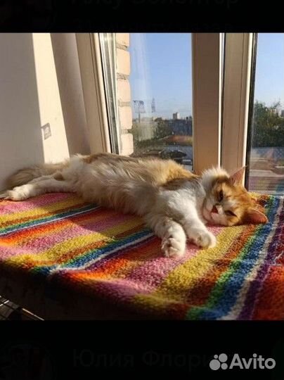 Котята, кошки, коты в поисках дома