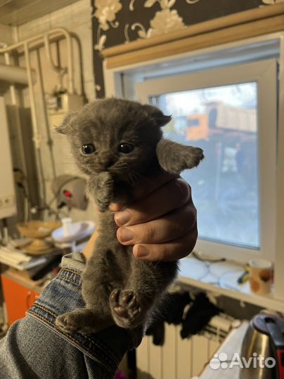 Британские котята