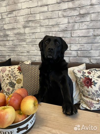 Собака для фотосессии съемки лабрадор